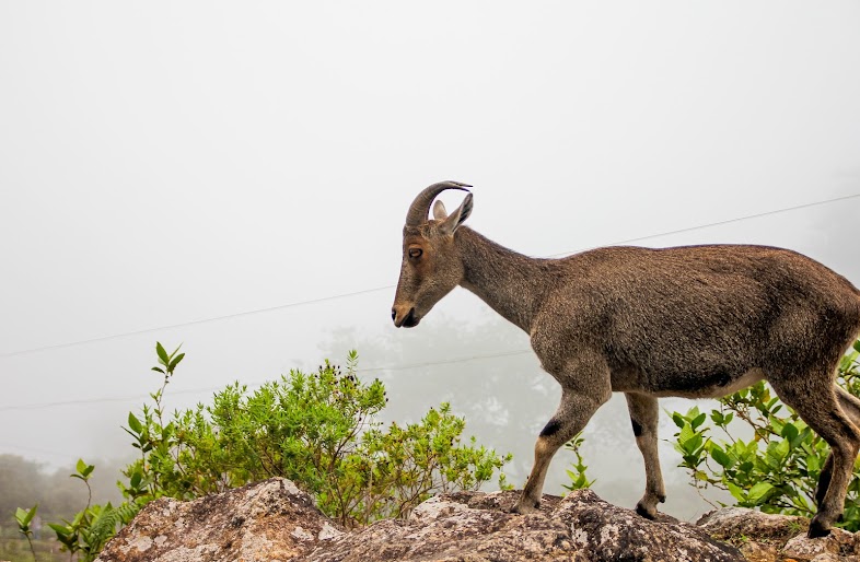 eravikulam national park is famous for which animal